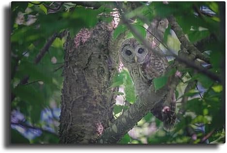 Barred Owl In A Tree Metal Wall Art 36x24