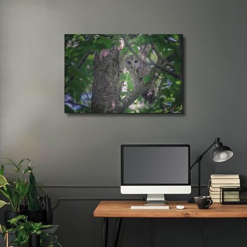 Barred Owl In A Tree Metal Wall Art 36x24