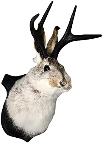 PAHAYU Antler Rabbit Wall Decor Gift - Jackalope Mount