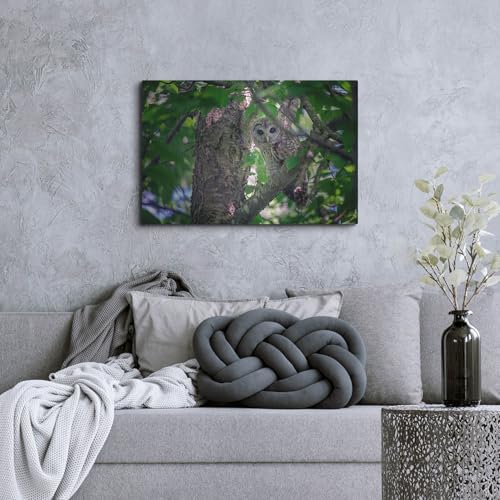 Barred Owl In A Tree Metal Wall Art 36x24
