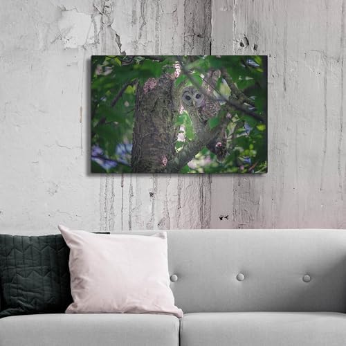 Barred Owl In A Tree Metal Wall Art 36x24