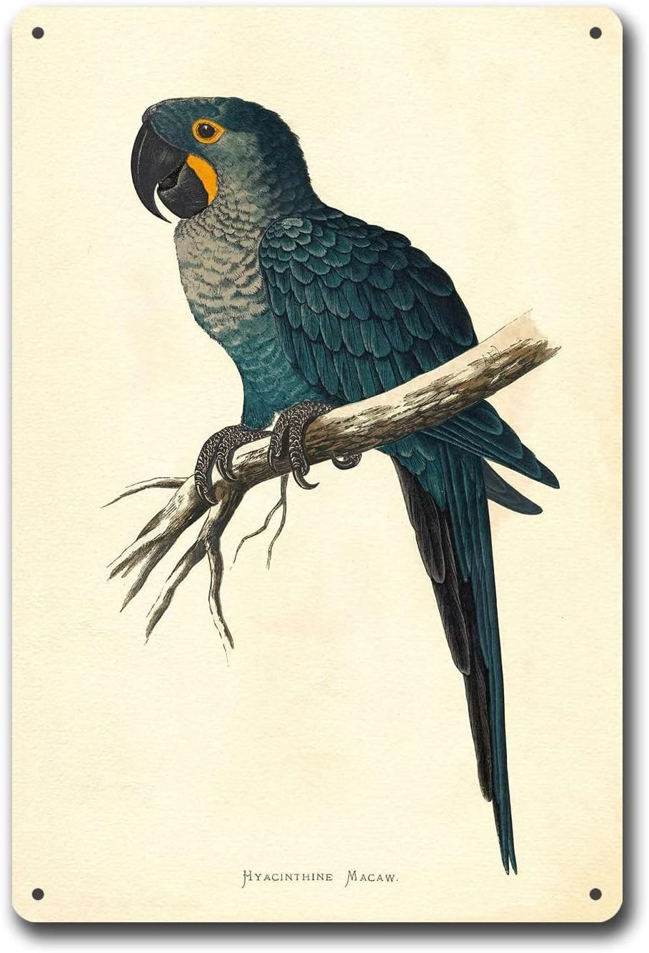 Aluminum Hyacinth Macaw Tin Sign Retro Wall Decor 8x12 Inch