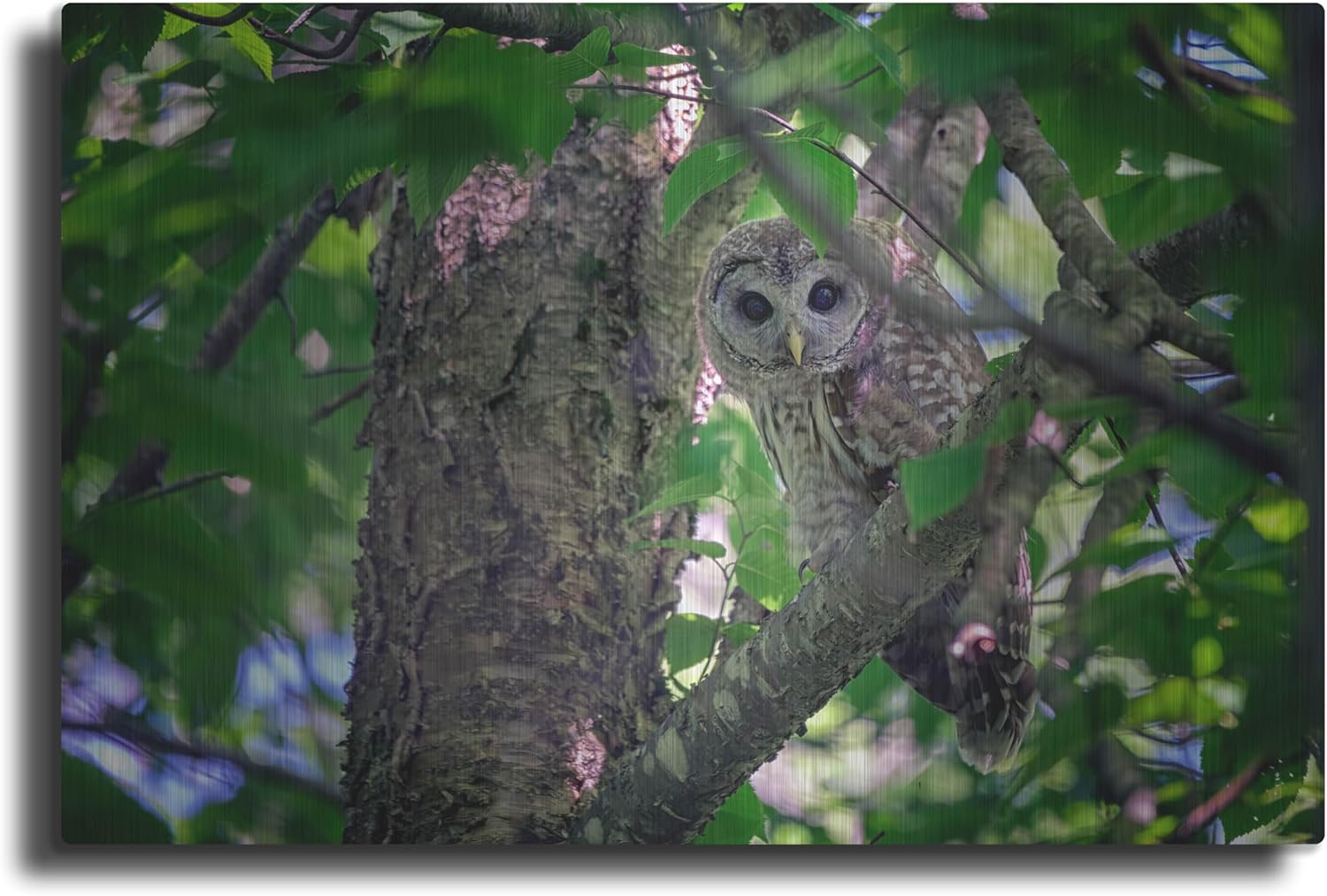 Barred Owl In A Tree Metal Wall Art 36x24