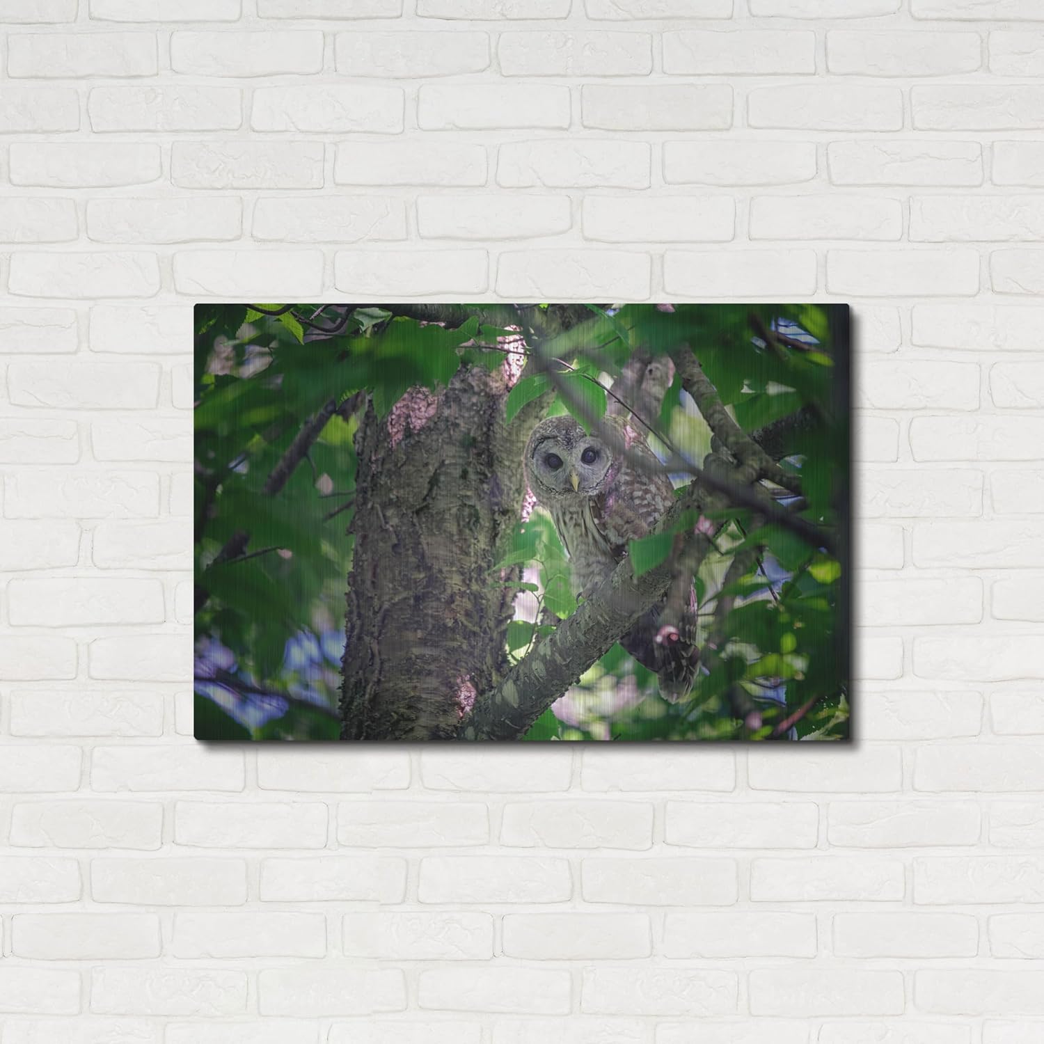Barred Owl In A Tree Metal Wall Art 36x24